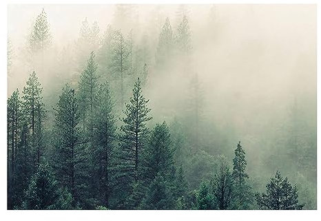 Bilderwelten Fototapete Wald 255 x 384 cm Vlies-Tapete XXL Waldtapete Nebel Erwachen Smart Wandtapete Wanddekoration Wohnzimmer Schlafzimmer