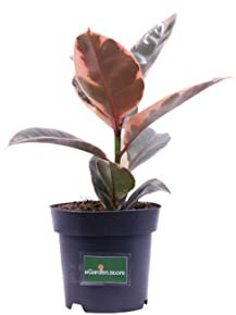Pianta di Ficus Elastica Belize pianta da interno pianta da appartamento pianta ornamentale di Ficus pianta tropicale pianta vera venduta da eGarden.store