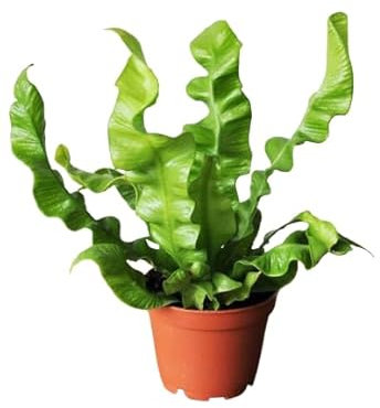 Helecho Asplenium Nido de Ave – Estilo y Vida Verde en tu Espacio