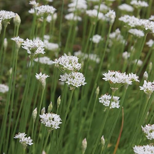 Gardeners Kitchen - Garlic Chive Plants - 3 x 10cm Pot Herb Plants. (Allium tuberosum)