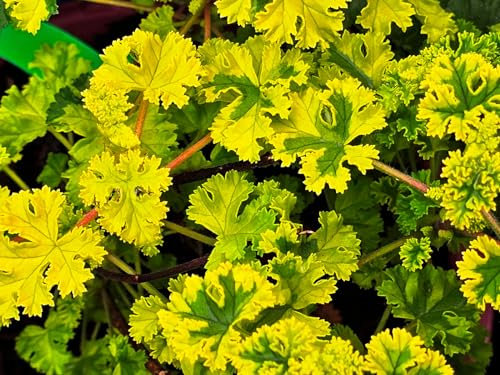 Pelargonium crispum 'Cy's Sunburst' / Géranium au parfum de citron/Conteneur de 1 à 1.9 litres