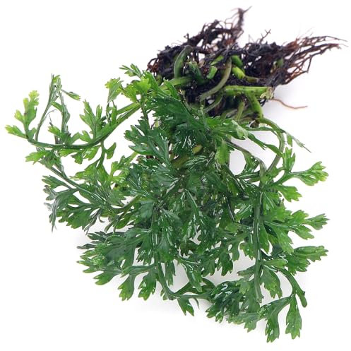 K2AQUA Bolbitis Heteroclita Difformis Live Aquarium Plant Easy Care Low Maintenance Foreground Midground Freshwater Tropical Tank Natural Decoration Beginner Friendly