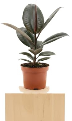 Ficus Elastica Abidjan DECOALIVE Maceta 12 cm Altura 30 cm Planta Natural para Decoración Actual