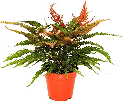 Pteris Tricolor Fougère bien Colorée pour la Maison ou le Bureau (de 25 à 35 cm avec pot)