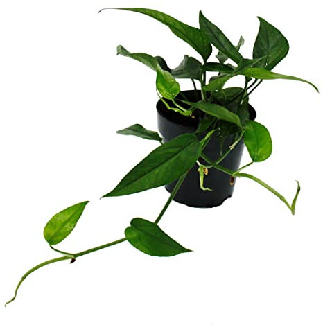 Exotenherz - Epipremnum pinnatum Cebu Blue - blaugrüne Efeutute - 12cm Topf