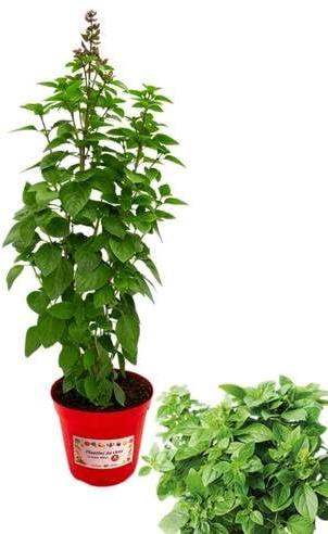 P. Piantine da Orto | Basilico Artico, Pianta in Vaso Diametro 14 cm, Pianta Pronta per il Trapianto, Pianta Vera, Vivaio Italiano