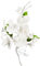 Cake Company Zuckerblumenboquet Orchidee 1 Stück weiß 1er Pack (1 x 55 g) | Tortendekoration zur Hochzeit und Geburtstagen