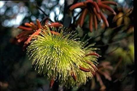 Genipap 15 Stück Pistazienbaum (Pistacia vera) Samen