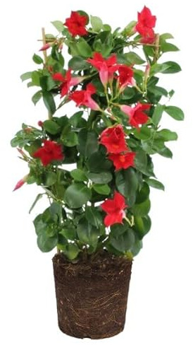 Mandevilla Flores Rojas | DECOALIVE | Dipladenia Flor Roja | Planta Natural | Planta de Exterior