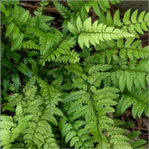 Fern Hardy Shield Fern Polystichum Tsussimense X 3 Plug Plants