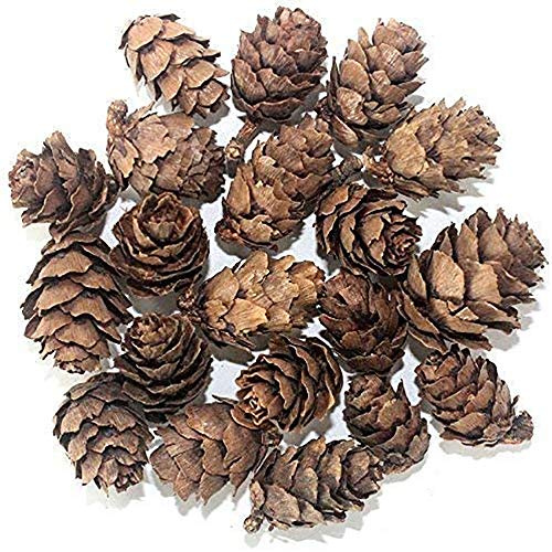 POFET Cônes de pin Naturel glande pinéale Aquarium terrariums Jardin Miniature fée Jardins Maison de poupée décoration 1-2 cm 30 pièces