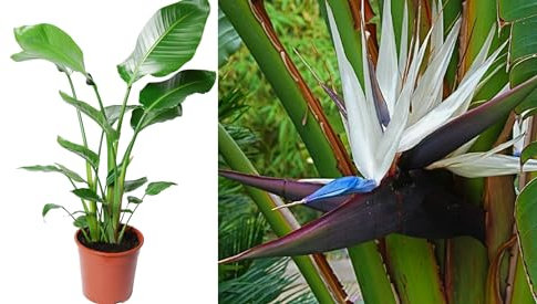 White Bird of Paradise 10 Seeds Strelitzia Nicolai House Plant