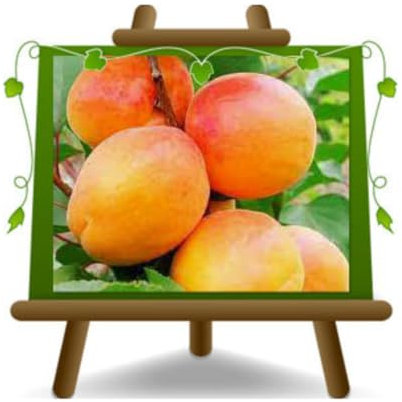 EURO PLANTS VIVAI Albicocchi San Castrese *Altezza 180~200 cm età 4 Anni Vaso 24/26 cm