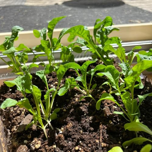 semi di rucola perenne biologica da orto, aiuole rialzate di rucola resistenti giardino di vecchie 100pcs