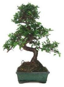 Zelkova parvifolia 6 anni OLMO CINA