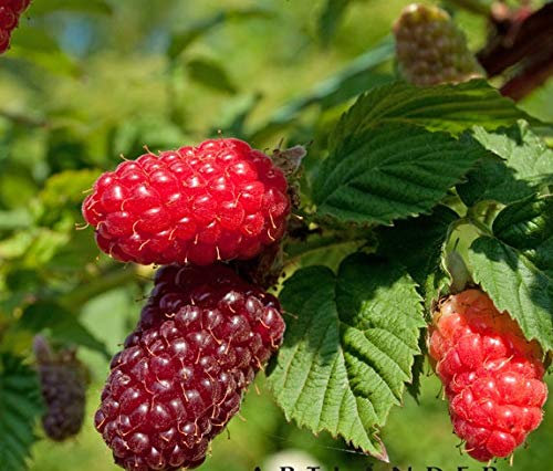 Dornenlose Tayberry `Buckingham´, Kreuzung aus Himbeere & Brombeere, 40-60cm im Topf