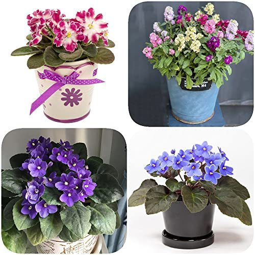 Usambaraveilchen Pflanze Kaufen,Levkoje Matthiola Incana Samen,Seltene Pflanzen Serie,blumenmischung Ausgefallene Geschenke Dachbegrünung Geschenk Hochbeett Blumen Flower 350 Stück