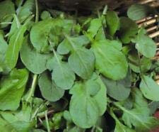 Rucola - Insalata - Circa 10.000 Semi 17 gr - Végétale