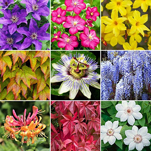GardenersDream 10 x Mixed Climbing Outdoor Plants in Pots - Outdoor Fast Growing Clematis Climbing Plants - Colourful Flowering Shrubs for Gardens, Walls, and Fences (20-30 cm incl. 9 cm Pot)