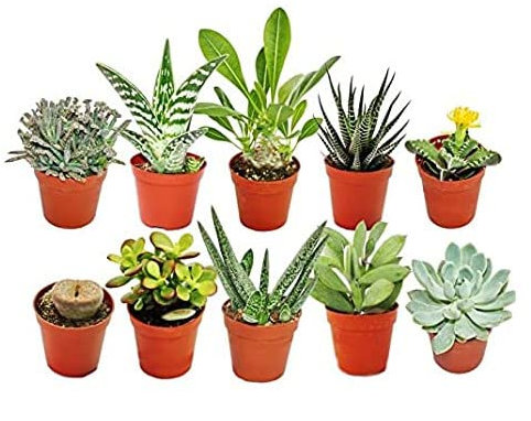 Pack de 10 Mini Plantas Suculentas Naturales - Maceta de 5cm -