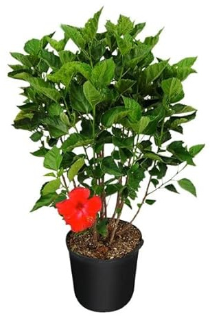 Hibiscus Natural Árbol de Hoja Perenne con Flores de Coloración Roja