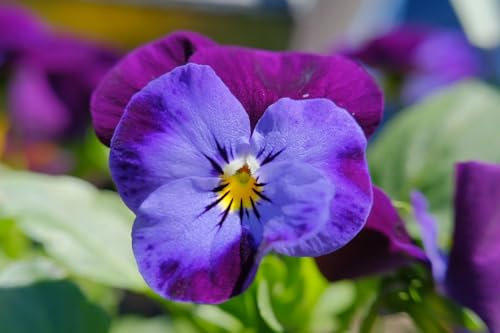 Hornveilchen King Henry (Viola cornuta) 100 Samen, stauden,
