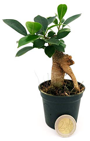 POWERS TO FLOWERS - FICUS GINSENG MINI IDEALE PER TERRARIUM, Pianta vera
