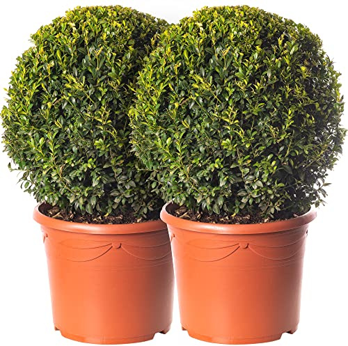 Pacco di 2 sfere di bosso Buxus, diametro 40cm, vere piante sempreverdi da giardino.