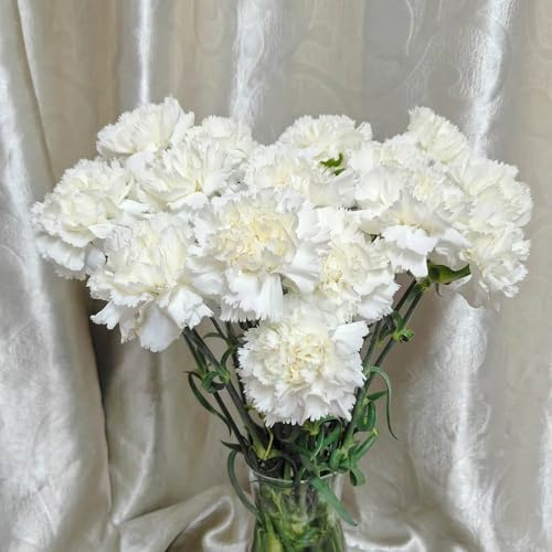 nelkensamen winterhart mehrjährig - alte sorten bio balkon stauden für 200pcs