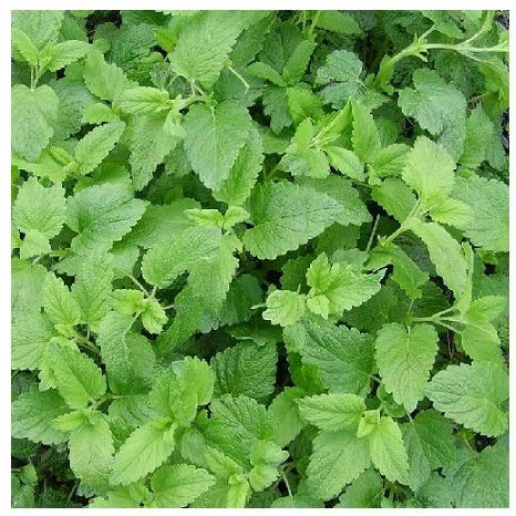 Lemon Balm/Melissa officinalis/Grow This Culinary Plant & Herbal Tea/Seeds
