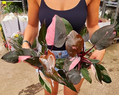 POWERS TO FLOWERS - PHILODENDRON, PHYLODENDRON, MONSTERA PINK PRINCESS, vaso 13cm diametro, pianta vera