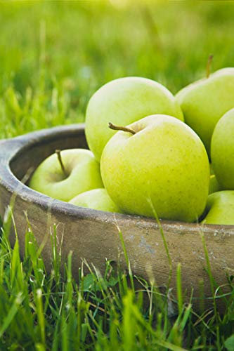 Albero di Melo pianta di melo Età 2 anni già innestato pianta in vaso di mela pianta vera di mela venduta da eGarden.store (Granny Smith)