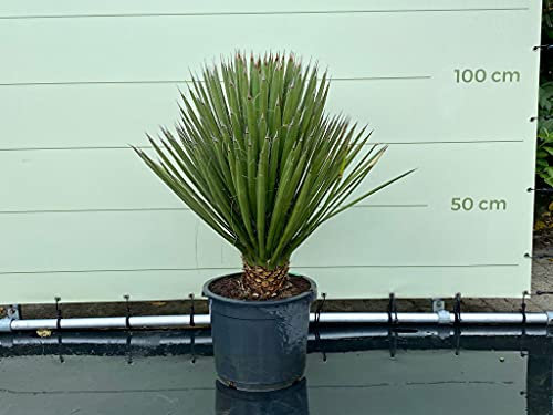 YUCCA FILIFERA Altezza 100 cm