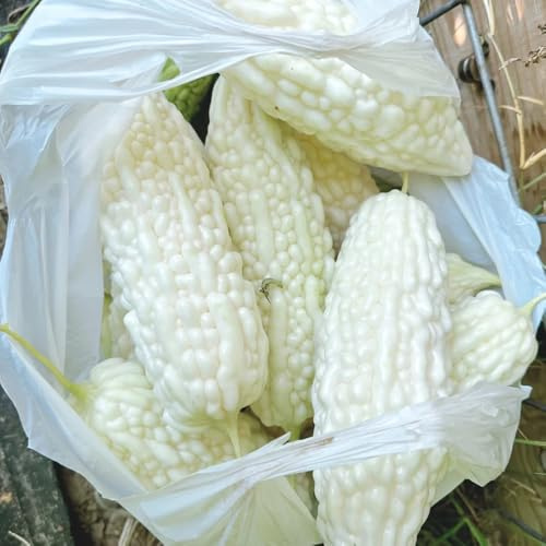 calabaza amarga semillas de melón amargo - orgánicas de jardín, perennes resistentes, 300pcs