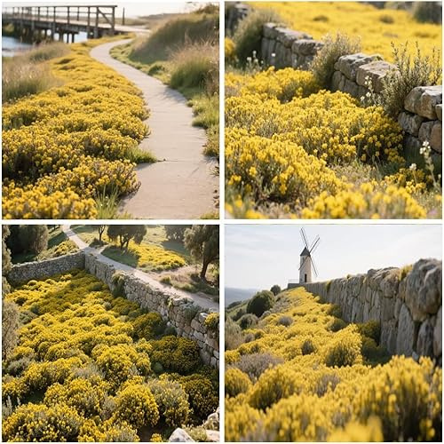 20000+ Timo Strisciante giallo per piantare all'aperto, giardino, Per la copertura del prato