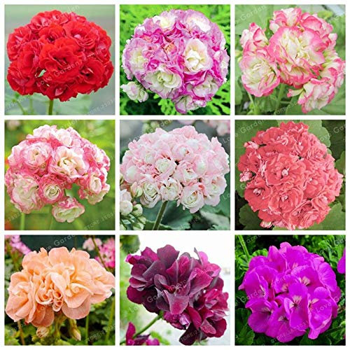 Sumpf frisch 20 Stück Geranie Apfelblüte Blumensamen zum Pflanzen Mischfarbe