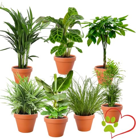 “Tierfreund” Pflanzenset | 7er-Set | Pachira, Bergpalme, Musa, Calathea, Areca, Grünlilie, Katzengras | ca. 30-60 cm | Ø 12-15 cm Topf | Ungiftige Zimmerpflanzen für Wohnung und Büro