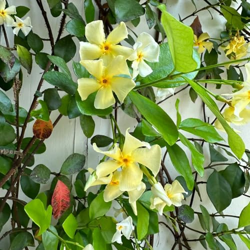jazmín semillas de jardín de jardín resistentes comprar 300pcs