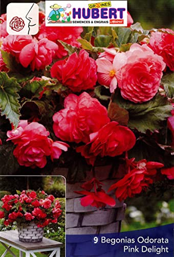 9 Bulbes de Bégonias Parfumés Odorata Pink Delight