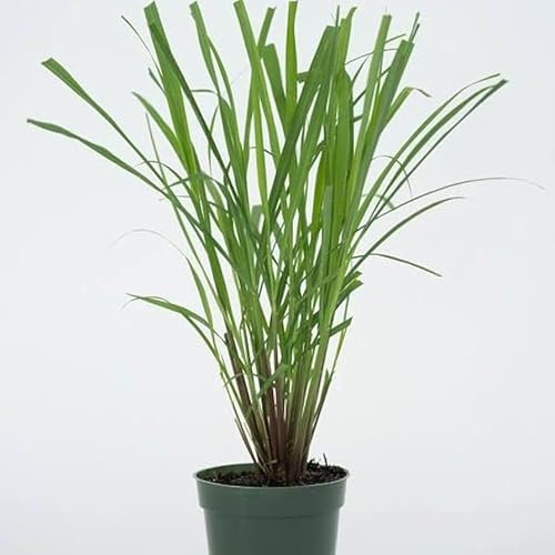 Lemongrass Plant in 12cm Pot, Cymbopogon Citratus, West Indian Lemon Grass, Fully Rooted for Kitchen Garden