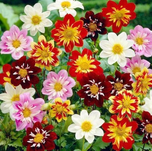 Dahlia Dandy Mix 25 graines de fleurs coupées Easy Grow CombSH B11