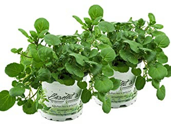 2 Brunnenkresse Pflanzen, Frische Kräuter Pflanze aus Nachhaltigem Anbau