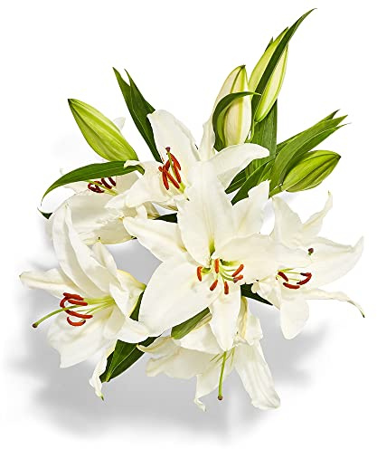 Designers Choice Floral, Assorted Oriental Lily Bunch, 3 Stem