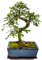 Bonsai Baum mit Keramik Blumentopf - Chinese elm - ca. 10 Jahre (ca.30-40 cm hoch)