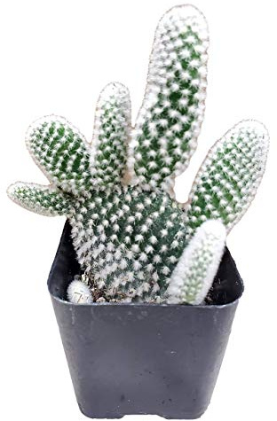 Fat Plants San Diego Cactus Plants in Gift Box | Rooted in Planter Pots with Soil | Living Indoor or Outdoor Plants (Microdasys)