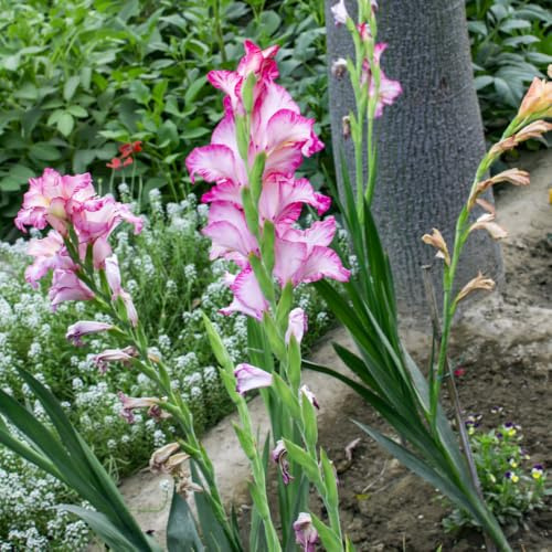10bulbos de gladiolos decoración de otoño Cultivar de jardín