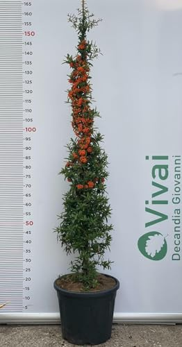PIANTA DI PIRACANTA A PIRAMIDE ALTEZZA 140/160 CM (FOTO REALI) con bacche