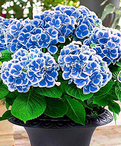 Kalash New 10 Pcs azalées Graines de fleurs pour jardinage bleu ciel