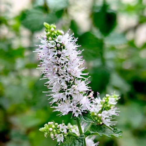 Semi di menta verde, regali per giardinieri amatoriali Mentha Spicata, da giardino semi biologici Orto di da balcone 100pcs