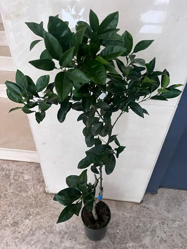 Árbol de Cítrico Naranjo Navel Chocolate, Planta Frutal en Maceta